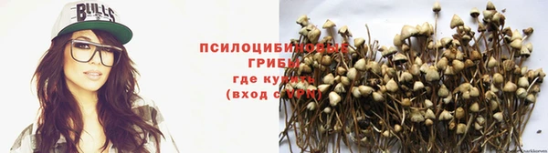стаф Алзамай